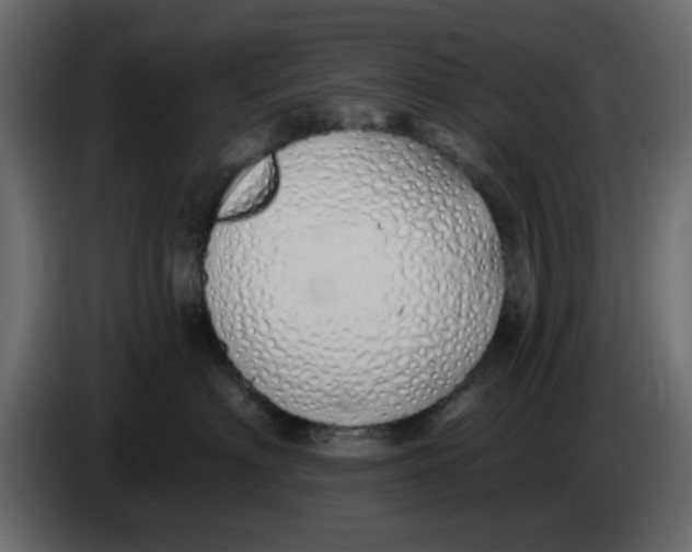 X0000083590622200703021847