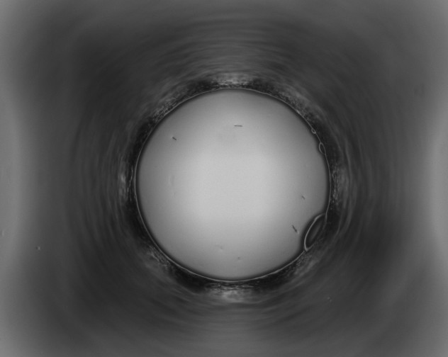X0000083590655200703021846