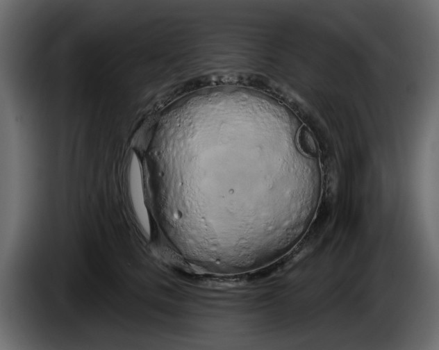 X0000083590661200703021846