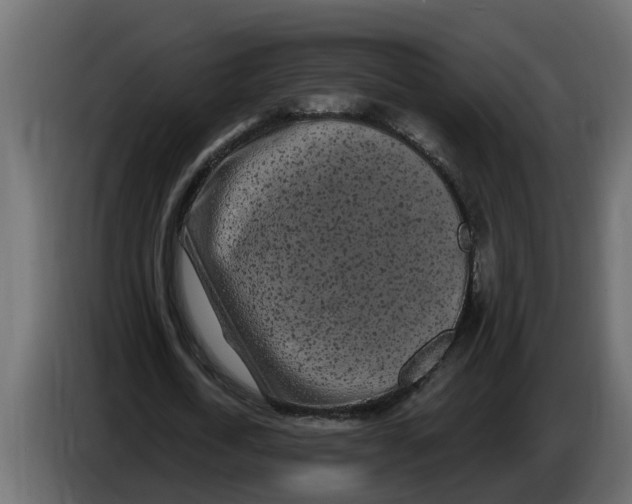 X0000083590722200703021844