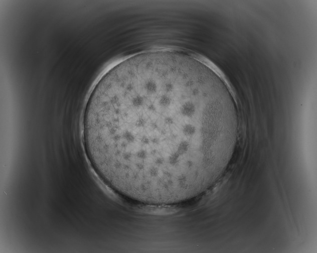 X0000083590811200703021843