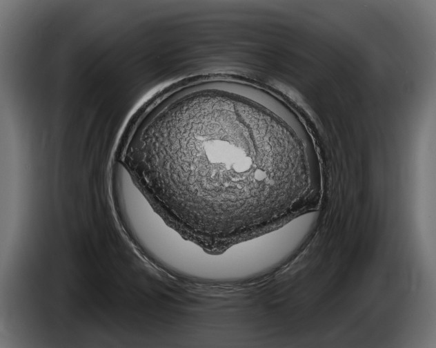 X0000083591024200703021839