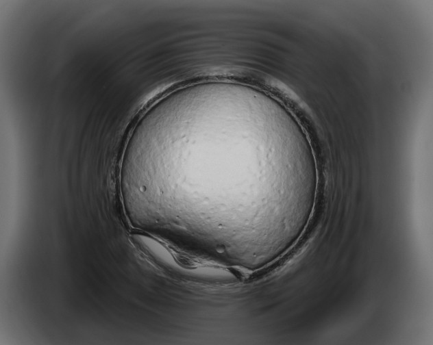 X0000083591025200703021839