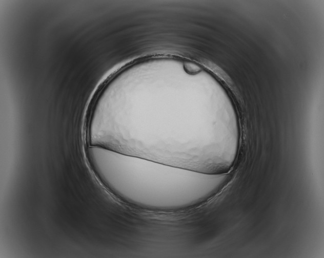 X0000083591028200703021839