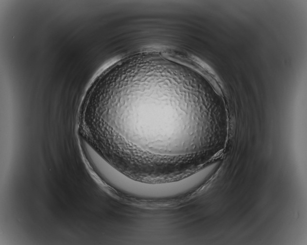 X0000083591042200703021839
