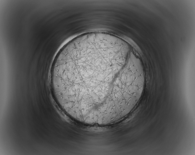 X0000083591044200703021839