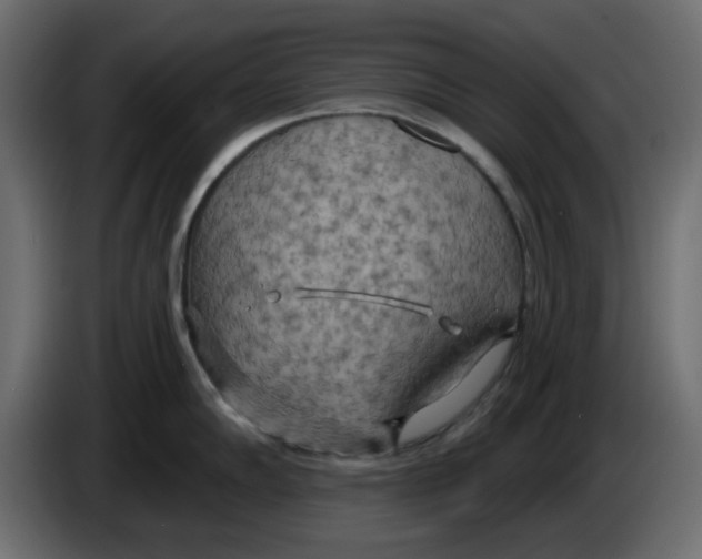 X0000083591102200703021838