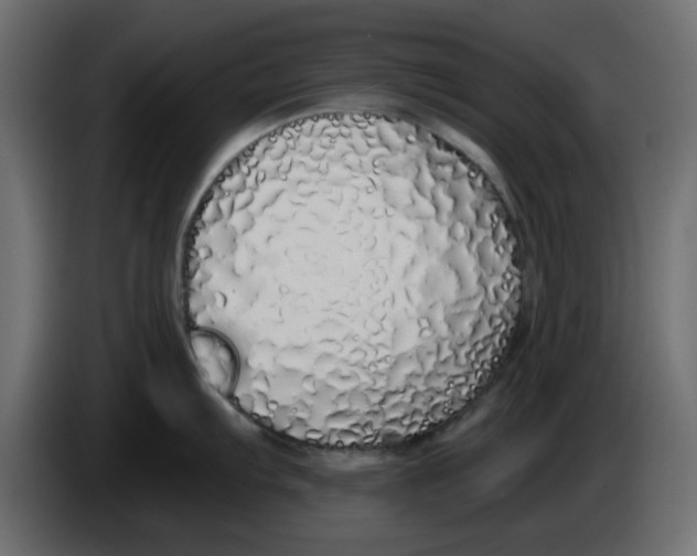 X0000083591103200703021838