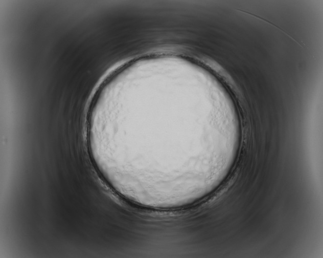 X0000083591232200703021835