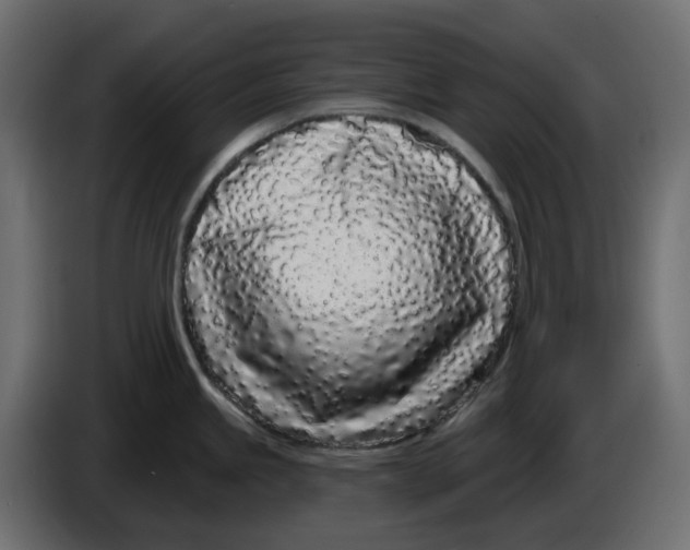 X0000083591245200703021836