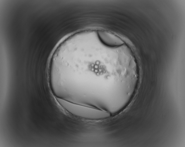 X0000083591248200703021836