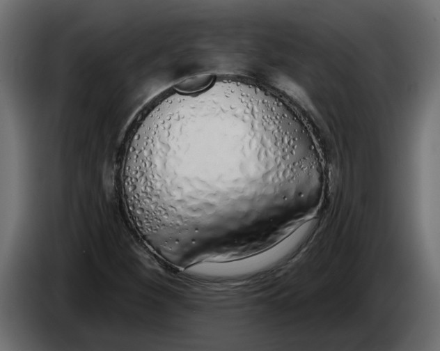 X0000083591260200703021834