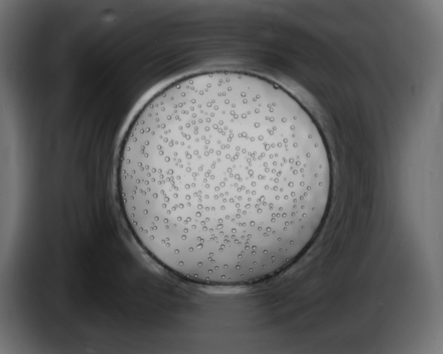 X0000083591296200703021834