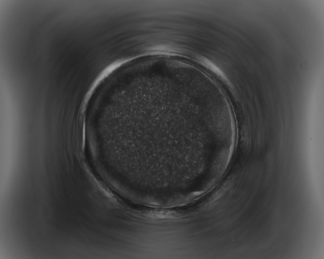 X0000083591323200703021833