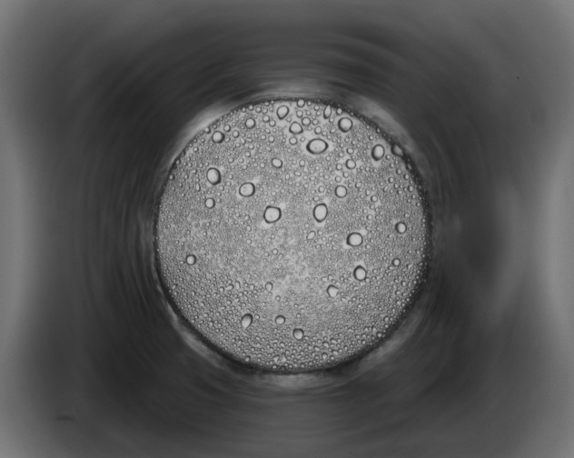 X0000083591425200703021831