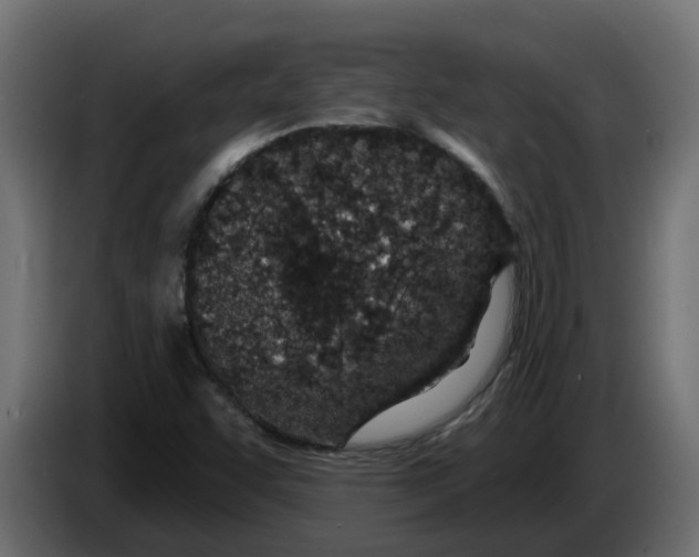 X0000083591455200703021831