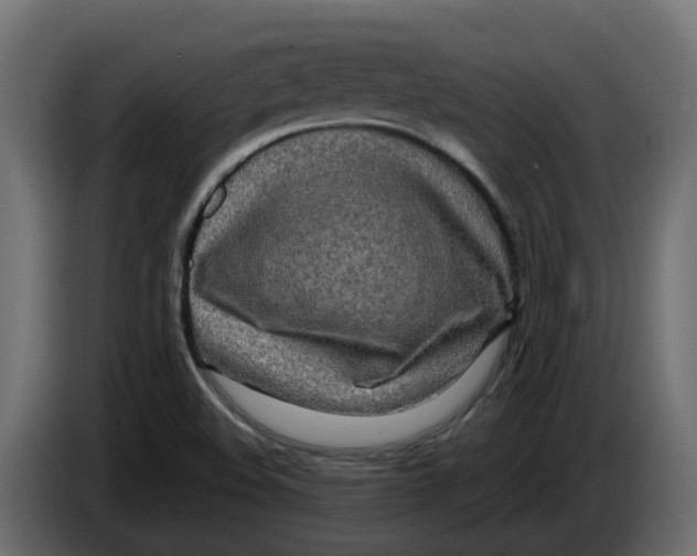 X0000083591508200703021829
