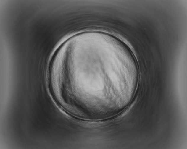 X0000083591533200703021830