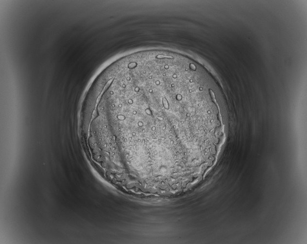 X0000083591535200703021830