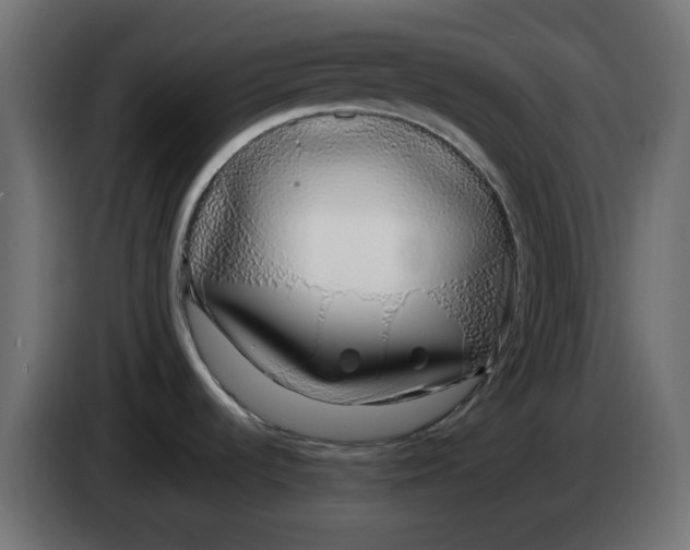 X0000083591536200703021830
