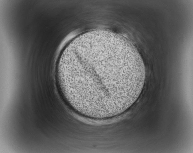 X0000083590006200703091729