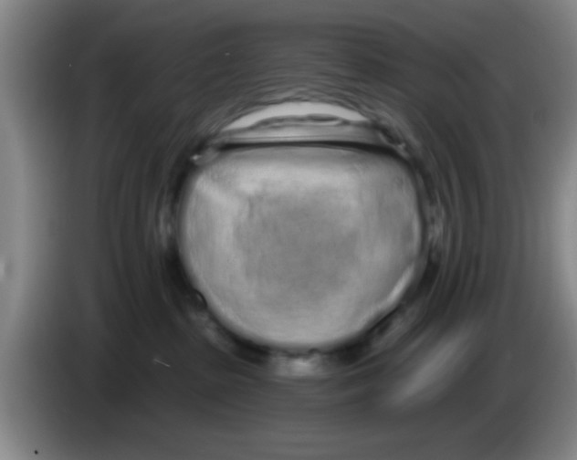 X0000083590285200703091726