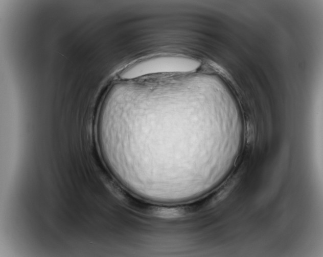 X0000083590349200703091724