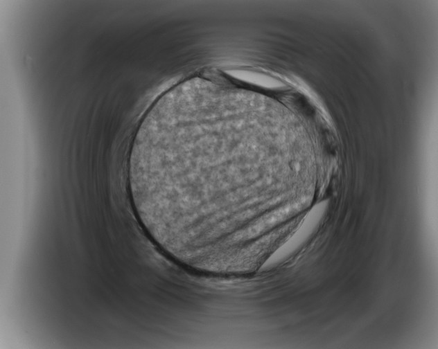 X0000083590385200703091724