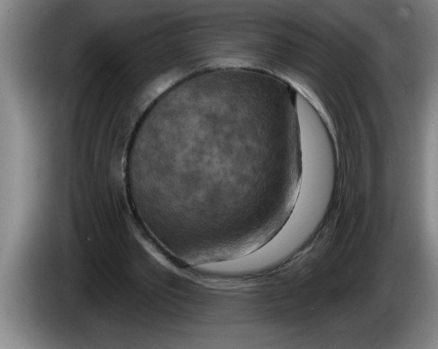 X0000083590389200703091724