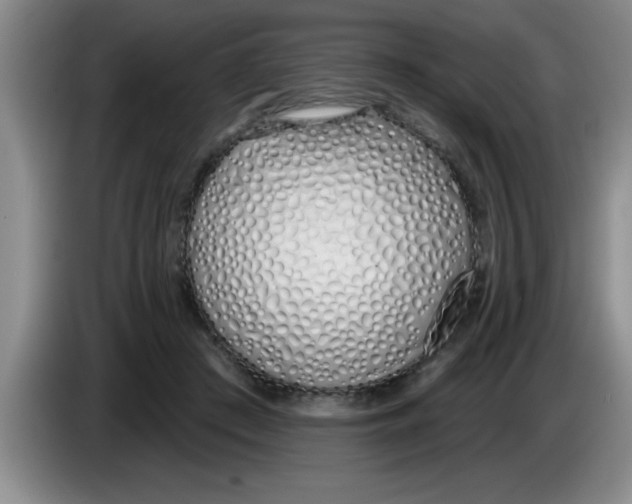 X0000083590409200703091724