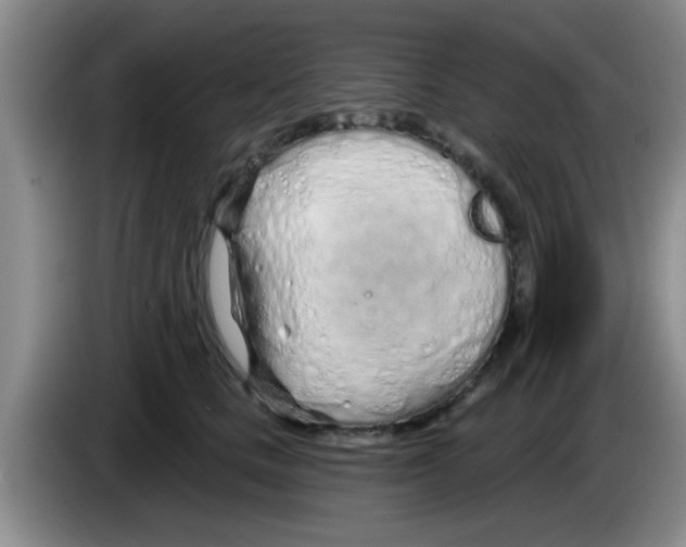X0000083590661200703091720