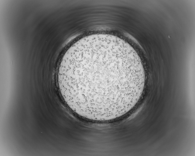X0000083590778200703091718