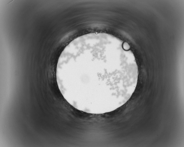 X0000083590918200703091716