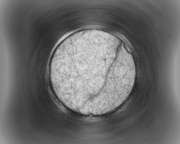 X0000083591044200703091715