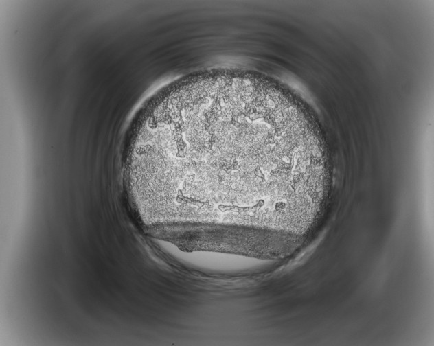 X0000083591117200703091713