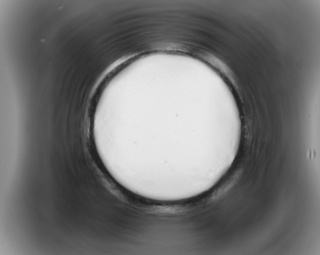 X0000083591125200703091713