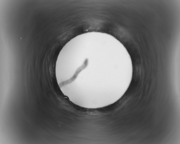 X0000083591250200703091712