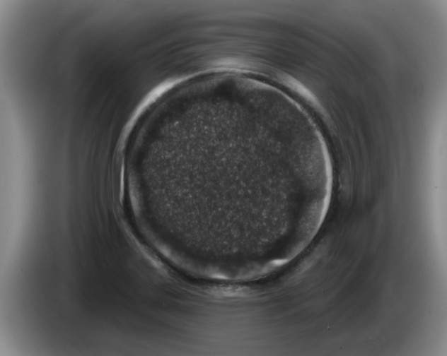X0000083591323200703091711