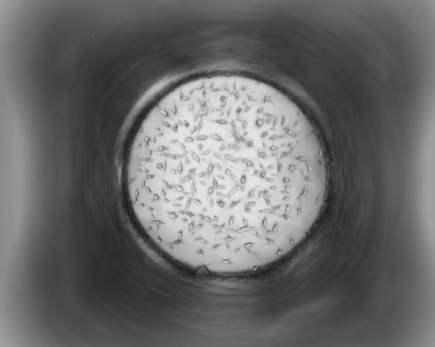 X0000083591416200703091710