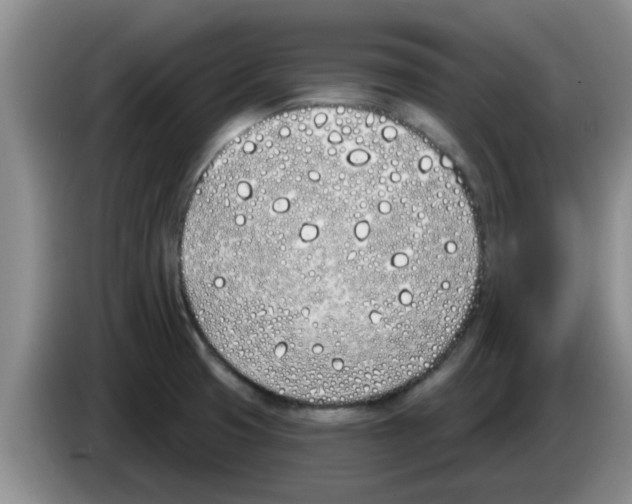 X0000083591425200703091710