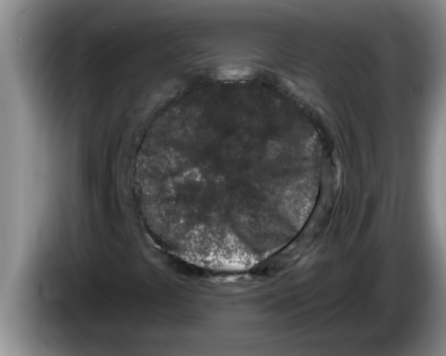 X0000083591441200703091709