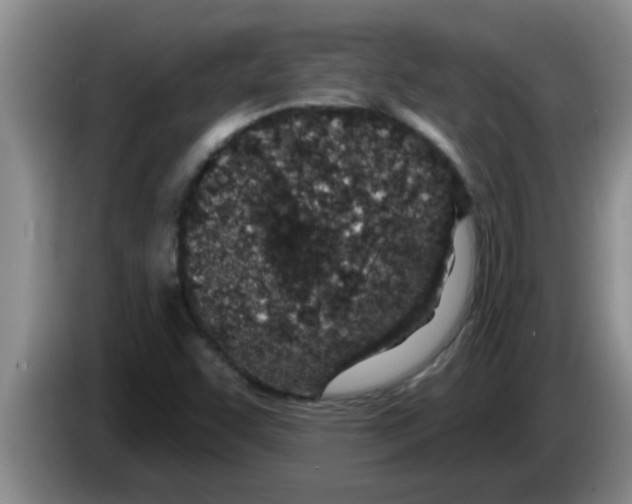 X0000083591455200703091709