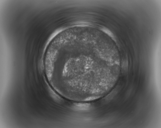 X0000083591466200703091709