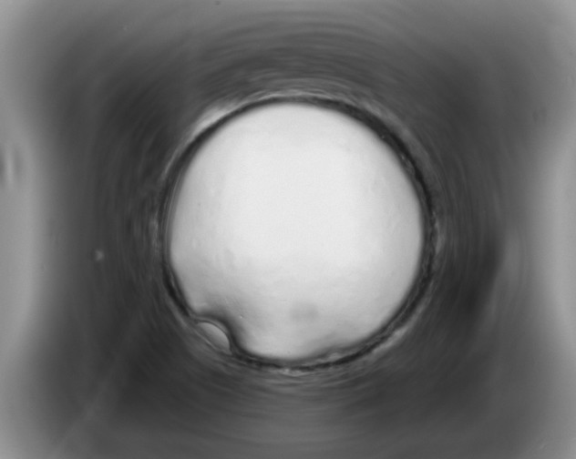 X0000083591505200703091708