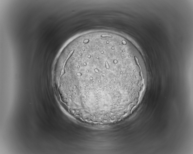 X0000083591535200703091709