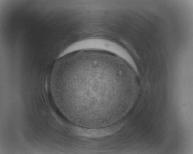 X0000083600026200702091231