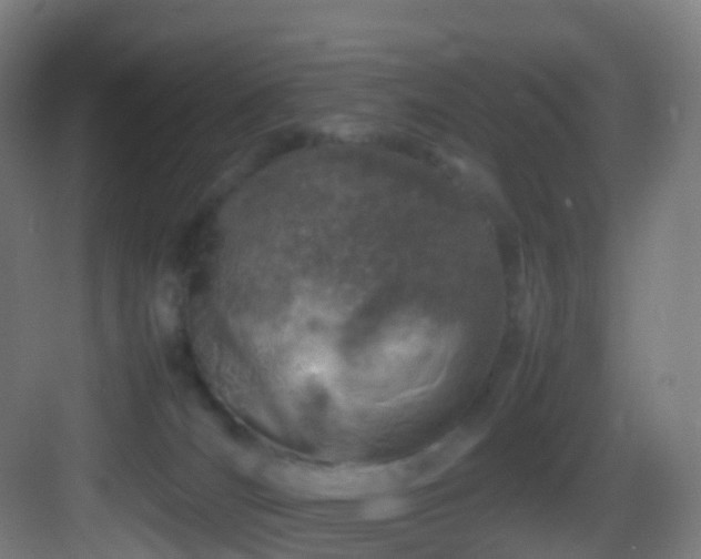 X0000083600036200702091231