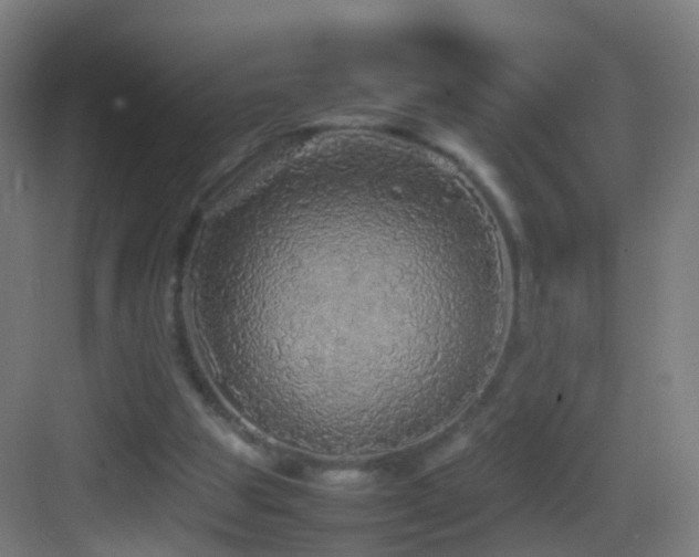 X0000083600153200702091229