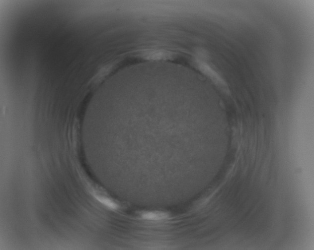 X0000083600165200702091229