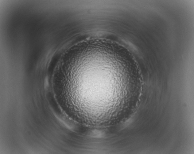 X0000083600166200702091229